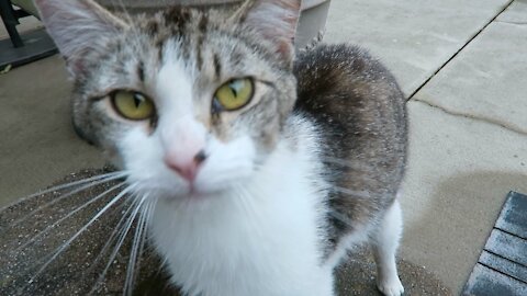 Cute Cat Video - Friendly Feral Cat In My Yard - Meowing