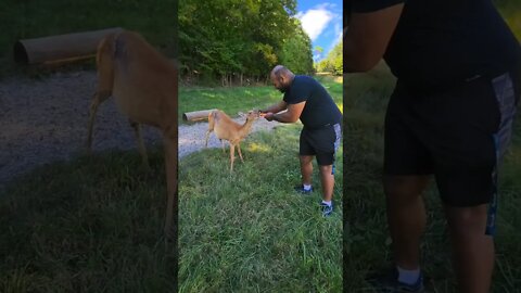 Feeding a baby deer #shorts