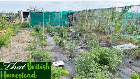 Watering in a HEATWAVE and a mini harvest:Allotment Garden