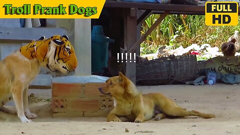 Troll Prank Dog Funny & fake Lion and Fake Tiger Prank To dog & Huge Box Prank to dog