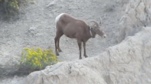 Bighorn sheep in Badlands National Park