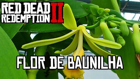 Localização da flor de baunilha Red Dead Online