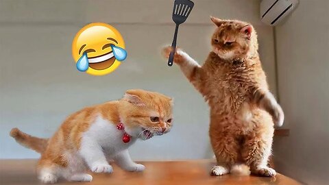 New funny animals 🤣😁 funniest dogs and cats videos