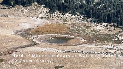 Long Distance View of HERD OF MOUNTAIN GOATS from Burroughs Mountain Trail! | Mount Rainier | 4K