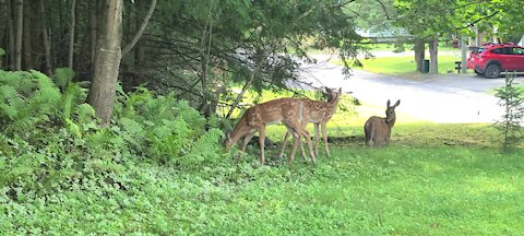 Family of deer hang out on my yard