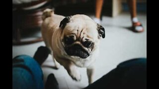 Pug is super excited to meet owner's friends