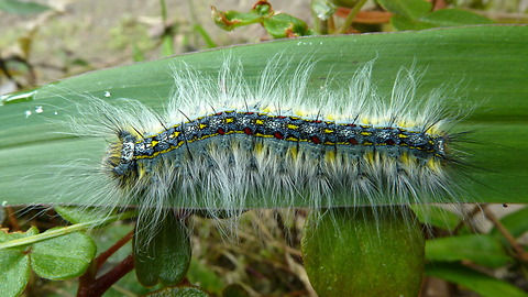 Colorful caterpillar of a Lappet moth from Ecuador