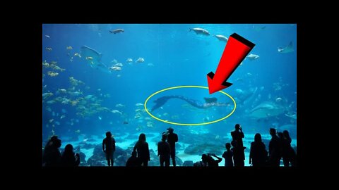 They Are Real... Mermaid Caught On Camera!