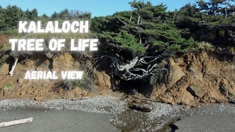 Kalaloch Amazing Tree Of Life