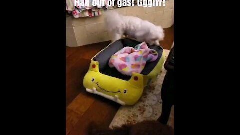 Homeless dog push car out of gas!