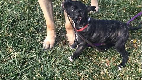 PitBul puppy trys to walk 200 lb English Mastiff