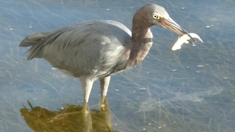 Heron Eating Fish