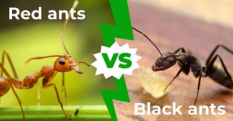 BLACK VS RED ANTS BATTLEGROUND | EPISODE 1 🖤♥️ #battle #ants