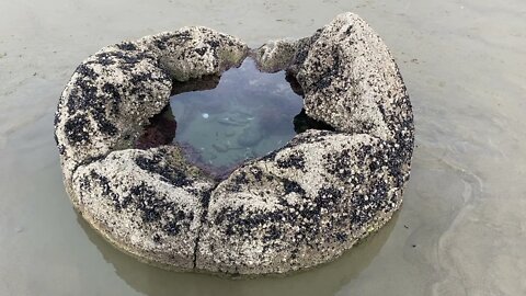 Moeraki Boulders Kaihinaki DOC Scientific Reserve.