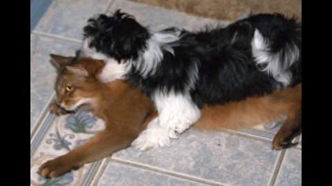 Tripp the cat investigates the new puppy ...