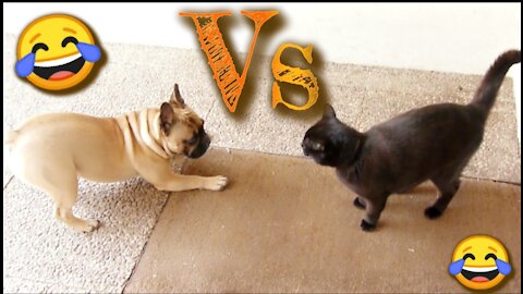 DOG AND CAT - FRENCH BULLDOG VERSUS BOMBAY CAT