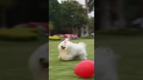 Cachorrinho Peludo e Muito Fofo Brincando #shorts