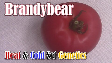 Tomato Review: Brandybear (New Heat/Cold Set Genetics)