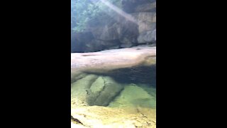 Golden ears and Vegas Nature pools