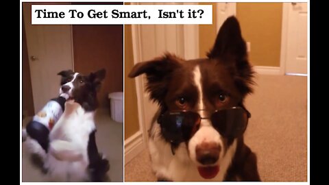 Dogs that have been well-trained | Dogs that are the smartest