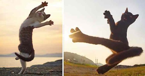 We Should Teach This Ninja Technique To All Our Cat"s🐈️🤣( NINJA CAT)