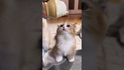 cats funny video