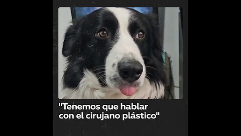 Esta es la reacción de un perro al escuchar que debe acudir al cirujano