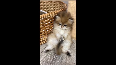 Cute Cat WhatsApp status tamil