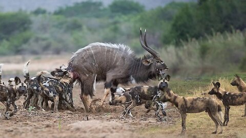 Wild epic battle of wild dogs vs other animals