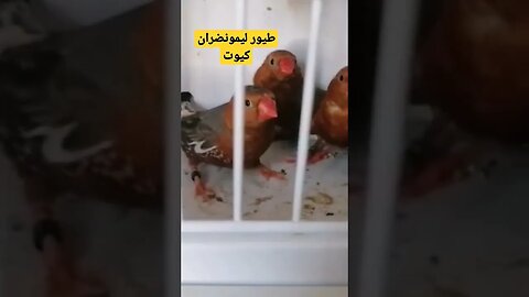 فراخ طيور ليمونضران كيوت روعة