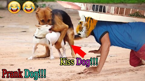 Kiss Dog Prank | WOW| So Funny Dog Prank 2021 Try To Stop Laugh