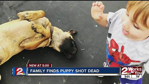 Creek County family says they found their dog shot in the head in front yard