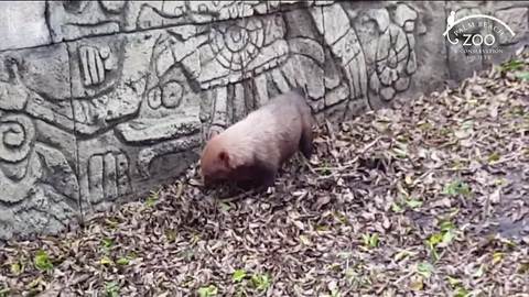 Keeper blamed for deaths of Palm Beach Zoo bush dogs, wildlife investigation says