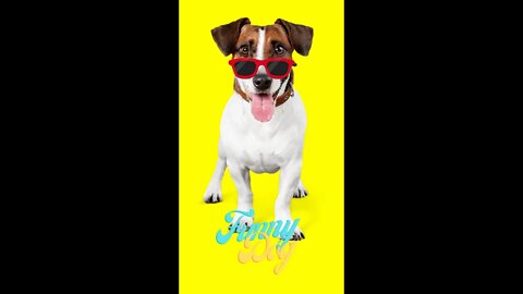 🤣Funny Dog Fights 2022 Video Clips #shorts