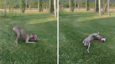 Italian Greyhound hilariously rolls around in the grass