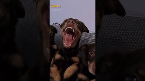 Captivating Slow Motion: The Graceful Art of a Dog's Yawn