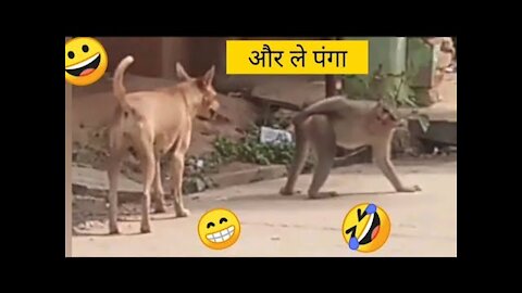 funny dog vs monkey video l funny video l funny tik tok video | funny king 366