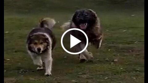 Caucasian Shepherd Dog