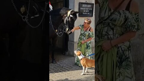 Dog stearing the the horse #horseguardsparade