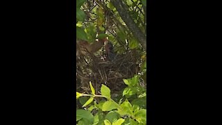 Momma cardinal and baby feeding time