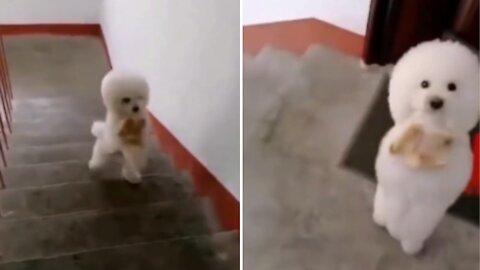 Omg This Puppy Knows How to Walk!