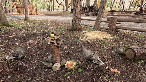 WILD TURKEYS BE TALKING