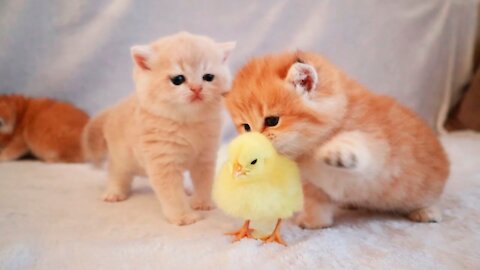 Kittens walk with a tiny chickens