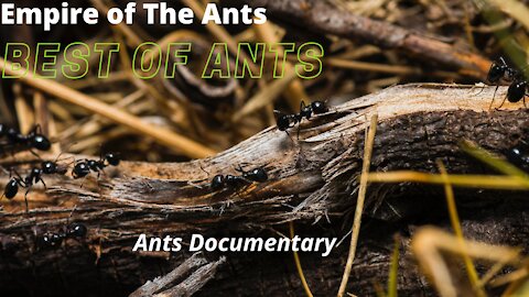 #BestofAnts​ #Antslife​ #Wild​ !Best Of Ants! Ants Documentary, Empire of the Ants 🎬