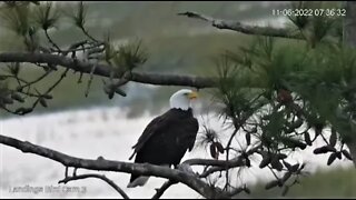 Bald Eagle In The Marsh Tree 🦅 11/06/22 07:34