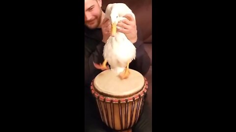 duck playing drums