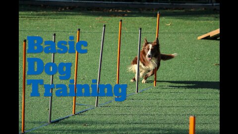 Basic Dog Training - Best 10 Essential Commands