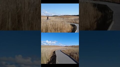 Presquile Provincial Park Marsh Boardwalk Hiking Trail #short #shortvideo #shorts #shortsvideo