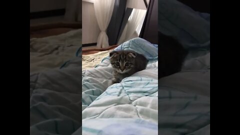 #shorts Смешные Коты Из Тик Тока 95 Funny Cats From Tiktok