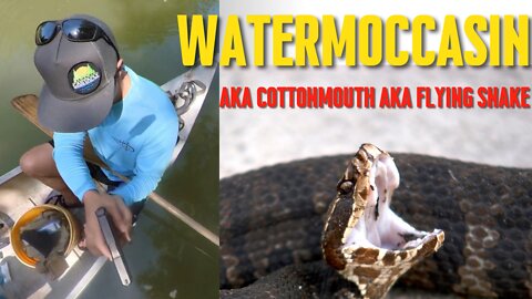 Cottonmouth flies 6 feet hight when shot with Glock!